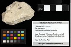 Foto (Objekt + Etiketten) von Decapoda indet. 
